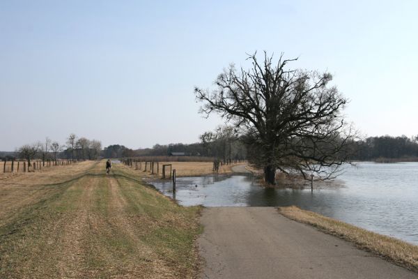 Břeclav, obora Soutok, 24.3.2010
Zaplavená cesta u hráze u zámečku Lány.
Klíčová slova: Břeclav Lány Samek