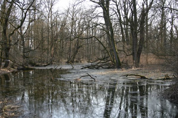 Lanžhot, 24.3.2010
Lužní les u rezervace Cahnov.
Klíčová slova: Lanžhot Soutok Cahnov