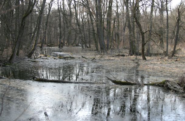 Lanžhot, 24.3.2010
Lužní les u rezervace Cahnov.
Schlüsselwörter: Lanžhot Soutok Cahnov