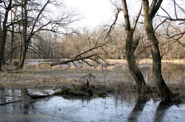 Lanžhot, 24.3.2010
Lužní les v rezervaci Cahnov.
Klíčová slova: Lanžhot Soutok Cahnov