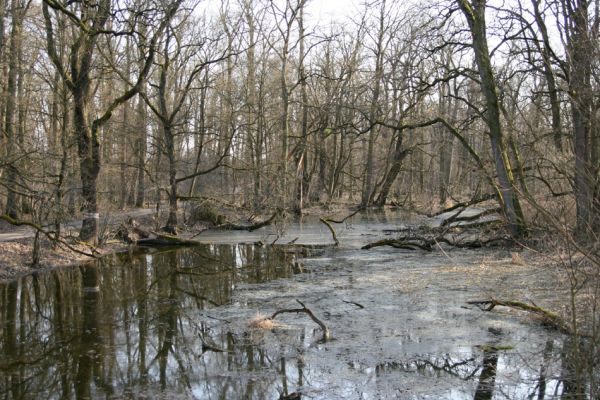 Lanžhot, 24.3.2010
Lužní les u rezervace Cahnov.
Klíčová slova: Lanžhot Soutok Cahnov