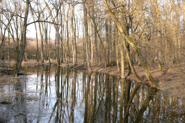 Lanžhot, 24.3.2010
Obhospodařovaný lužní les u rezervace Cahnov.
Klíčová slova: Lanžhot Soutok Cahnov