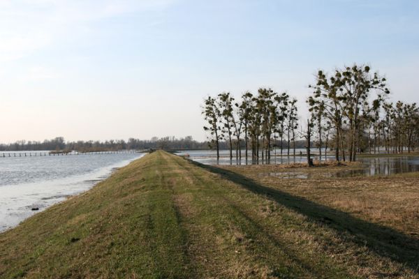 Lanžhot, 24.3.2010
Košarské louky - záplavové území Dyje.
Klíčová slova: Lanžhot Soutok Košarské louky