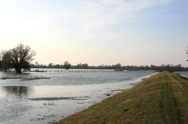 Lanžhot, 24.3.2010
Košarské louky - záplavové území Dyje. 
Klíčová slova: Lanžhot Soutok Košarské louky