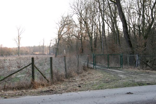 Lanžhot, 24.3.2010
Národní přírodní rezervace, jakou je i lesní NPR Ranšpurk obyčejně mívají ochranná pásma, tvořená pásem okolních porostů. V tomto případě dostali lesní hospodáři od MŽP zřejmě nějakou výjimku. Názorný příklad toho, že sebelepší zákon, když je prošpikovaný výjimkami, slouží jen k obživě úředníků, kteří o výjimkách rozhodují...
Schlüsselwörter: Lanžhot Soutok Ranšpurk