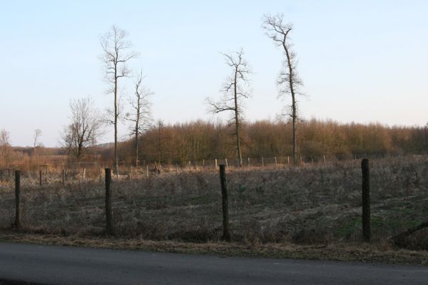 Lanžhot, 24.3.2010
Učebnicová lesní plantáž na východním okraji NPR Ranšpurk. Odborníci si zajisté všimli vysazených boroviček...
Schlüsselwörter: Lanžhot Soutok Ranšpurk