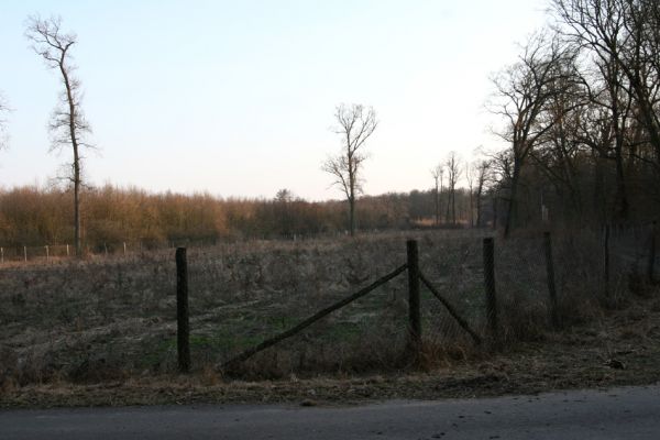 Lanžhot, 24.3.2010
Učebnicová lesní plantáž na východní hranici NPR Ranšpurk. Odborníci si zajisté všimli vysazených boroviček...
Keywords: Lanžhot Soutok Ranšpurk