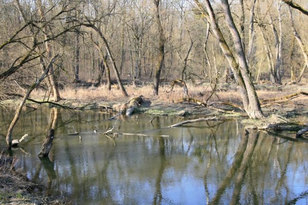 Lanžhot, 24.3.2010
Meandry Kyjovky v lužním lese u NPR Ranšpurk.
Mots-clés: Lanžhot Soutok Ranšpurk Kyjovka