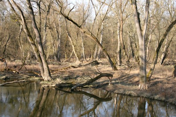 Lanžhot, 24.3.2010
Meandry Kyjovky v lužním lese u NPR Ranšpurk.
Klíčová slova: Lanžhot Soutok Ranšpurk Kyjovka