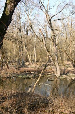 Lanžhot, 24.3.2010
Meandry Kyjovky v lužním lese u NPR Ranšpurk.
Mots-clés: Lanžhot Soutok Ranšpurk Kyjovka