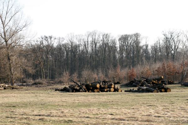 Lanžhot, 24.3.2010
Ruské domy (krematorium saproxylofágního hmyzu). Svoziště vytěžených kmenů na louce u severního okrale NPR Cahnov.
Keywords: Lanžhot Soutok Cahnov Ruské domy