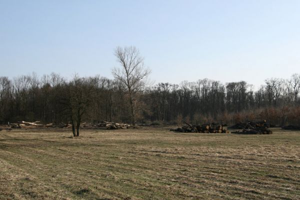 Lanžhot, 24.3.2010
Ruské domy (krematorium saproxylofágního hmyzu). Svoziště vytěžených kmenů na louce u severního okrale NPR Cahnov.
Mots-clés: Lanžhot Soutok Cahnov Ruské domy