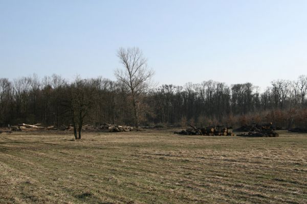 Lanžhot, 24.3.2010
Ruské domy (krematorium saproxylofágního hmyzu). Svoziště vytěžených kmenů na louce u severního okrale NPR Cahnov.
Klíčová slova: Lanžhot Soutok Cahnov Ruské domy