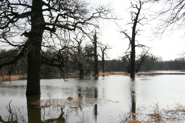 Břeclav - Pohansko, 24.3.2010
Jarní povodeň u Dyje mezi Pohanskem a zámečkem Lány.
Schlüsselwörter: Břeclav Pohansko Dyje