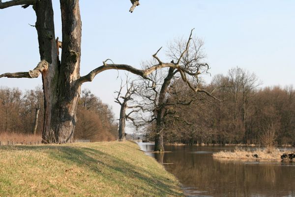 Břeclav - Pohansko, 24.3.2010
Jarní povodeň u hráze mezi Pohanskem a zámečkem Lány.
Schlüsselwörter: Břeclav Pohansko Dyje