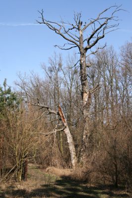 Břeclav - Pohansko, 24.3.2010
V lesích severně od Pohanska vítězí honba za ziskem za jakoukoliv cenu. 
Klíčová slova: Břeclav Pohansko lesnické války