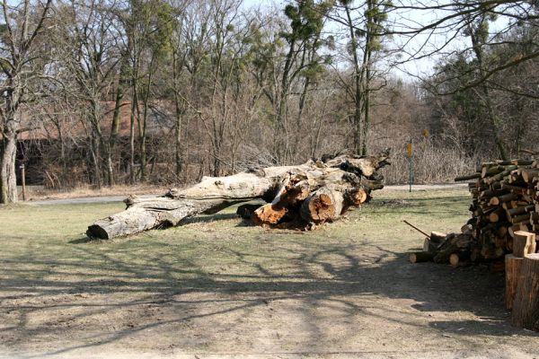 Břeclav - Pohansko, 24.3.2010
Padlý solitér u loveckého zámečku.
Klíčová slova: Břeclav Pohansko Lacon querceus Brachygonus ruficeps