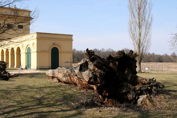 Břeclav - Pohansko, 24.3.2010
Lovecký zámeček Pohansko. V popředí padlý kmen solitérního dubu.
Klíčová slova: Břeclav Pohansko Lacon querceus Brachygonus ruficeps