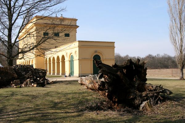 Břeclav - Pohansko, 24.3.2010
Lovecký zámeček Pohansko. V popředí padlý kmen solitérního dubu.
Klíčová slova: Břeclav Pohansko Lacon querceus Brachygonus ruficeps