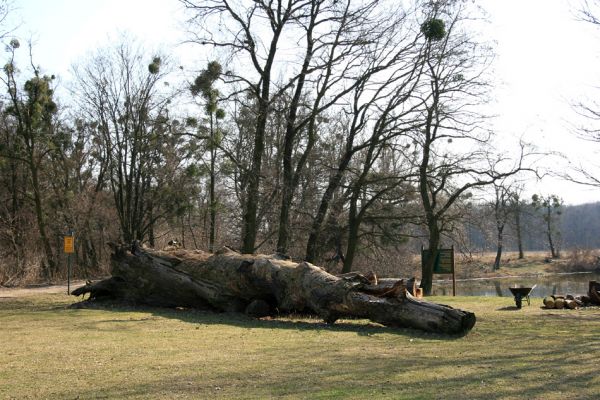 Břeclav - Pohansko, 24.3.2010
Padlý solitér u loveckého zámečku.
Klíčová slova: Břeclav Pohansko Lacon querceus Brachygonus ruficeps