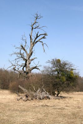 Břeclav - Pohansko, 24.3.2010
Pastevní les se solitérnímy duby rozkládající se mezi Pohanskem protipovodňovým valem.
Klíčová slova: Břeclav Pohansko Lacon querceus Ampedus cardinalis brunnicornis Cardiophorus gramineus Brachygonus dubius Brachygonus ruficeps