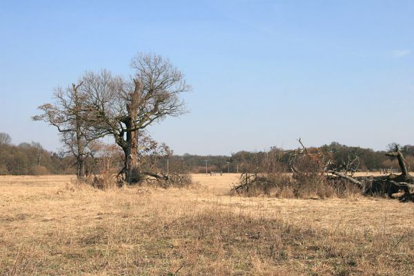 Břeclav - Pohansko, 24.3.2010
Pastevní les se solitérnímy duby rozkládající se mezi Pohanskem protipovodňovým valem.
Klíčová slova: Břeclav Pohansko Lacon querceus Ampedus cardinalis brunnicornis Cardiophorus gramineus Brachygonus dubius Brachygonus ruficeps