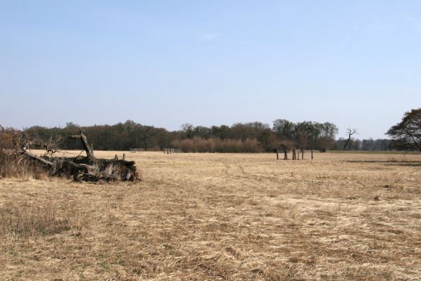 Břeclav - Pohansko, 24.3.2010
Pastevní les se solitérnímy duby rozkládající se mezi Pohanskem protipovodňovým valem.
Schlüsselwörter: Břeclav Pohansko Lacon querceus Ampedus cardinalis brunnicornis Cardiophorus gramineus Brachygonus dubius Brachygonus ruficeps