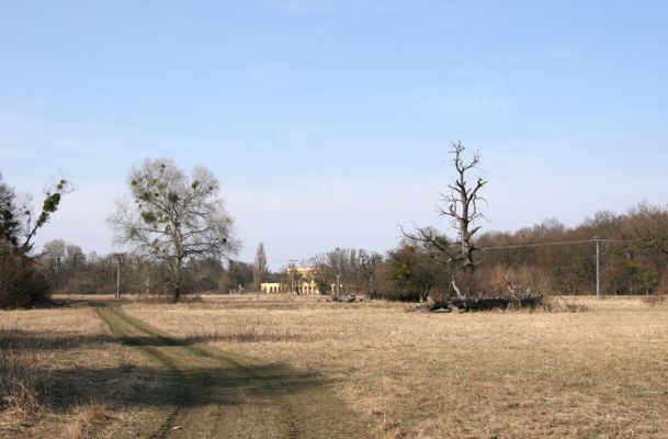 Břeclav - Pohansko, 24.3.2010
Pastevní les se solitérnímy duby rozkládající se mezi Pohanskem protipovodňovým valem.
Schlüsselwörter: Břeclav Pohansko Lacon querceus Ampedus cardinalis brunnicornis Cardiophorus gramineus Brachygonus dubius Brachygonus ruficeps