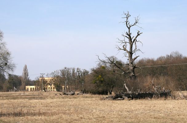 Břeclav - Pohansko, 24.3.2010
Pastevní les se solitérnímy duby rozkládající se mezi Pohanskem protipovodňovým valem.
Klíčová slova: Břeclav Pohansko Lacon querceus Ampedus cardinalis brunnicornis Cardiophorus gramineus Brachygonus dubius Brachygonus ruficeps