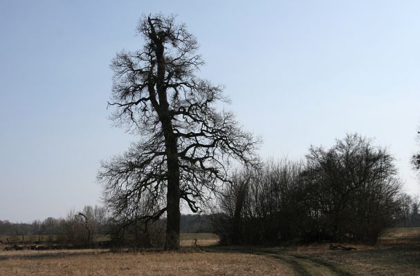 Břeclav - Pohansko, 24.3.2010
Pastevní les se solitérnímy duby rozkládající se mezi Pohanskem protipovodňovým valem.
Klíčová slova: Břeclav Pohansko