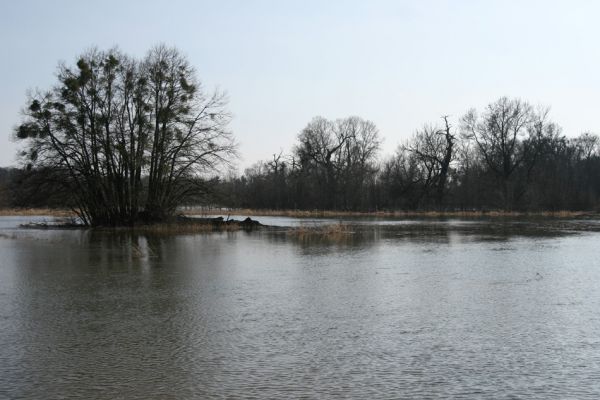 Břeclav - Pohansko, 24.3.2010
Záplavové území řeky Dyje u Pohanska.
Klíčová slova: Břeclav Pohansko Oedostethus quadripustulatus