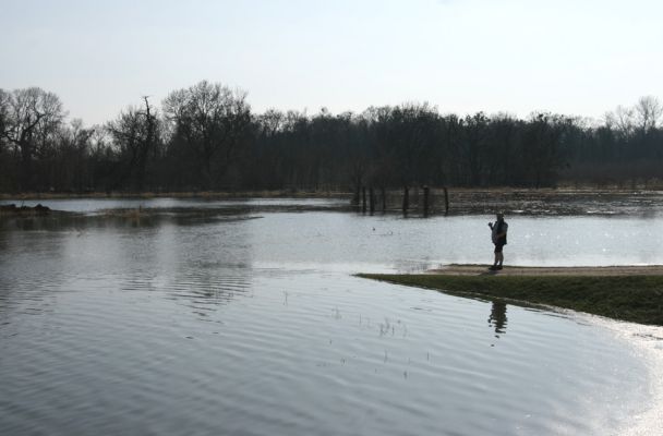 Břeclav - Pohansko, 24.3.2010
Záplavové území řeky Dyje u Pohanska.
Klíčová slova: Břeclav Pohansko Oedostethus quadripustulatus Samek