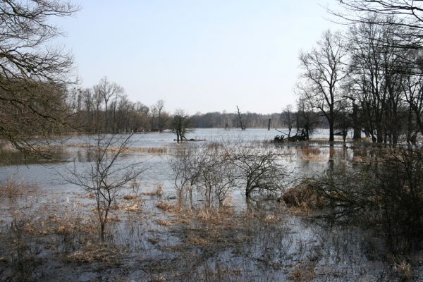 Břeclav - Pohansko, 24.3.2010
Jarní záplava Dyje v lužním lese mezi Pohanskem a Lány.
Klíčová slova: Břeclav Pohansko Lány