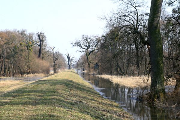 Břeclav - Pohansko, 24.3.2010
Lužní les u hráze mezi Pohanskem a Lány.
Klíčová slova: Břeclav Pohansko Lány