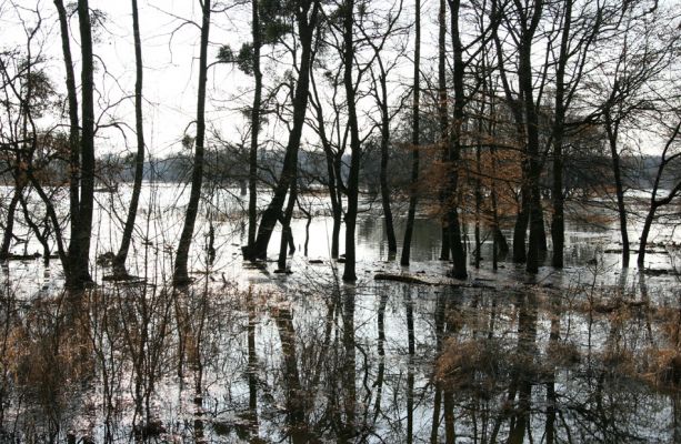 Břeclav - Pohansko, 24.3.2010
Jarní záplava Dyje v lužním lese u Pohanska.
Keywords: Břeclav Pohansko