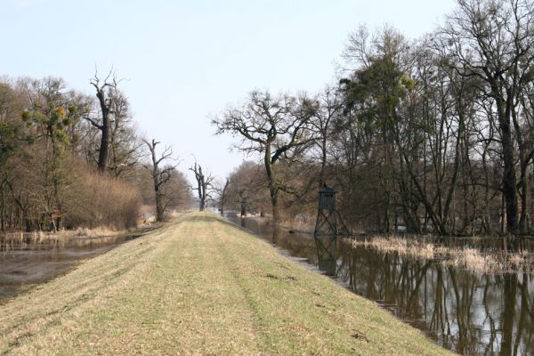 Břeclav - Pohansko, 24.3.2010
Jarní záplava Dyje v lužním lese u hráze mezi Pohanskem a Lány.
Schlüsselwörter: Břeclav Pohansko Lány