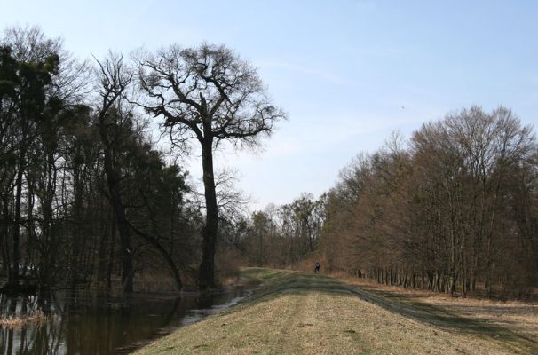 Břeclav - Pohansko, 24.3.2010
Lužní les u hráze mezi Pohanskem a Lány.
Klíčová slova: Břeclav Pohansko Lány