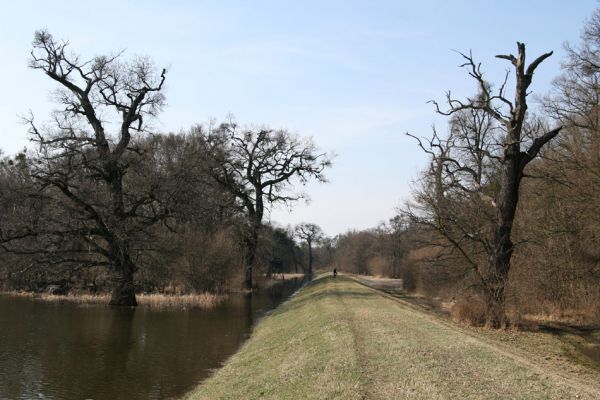 Břeclav - Pohansko, 24.3.2010
Solitérní duby u hráze mezi Pohanskem a Lány.
Schlüsselwörter: Břeclav Pohansko Lány