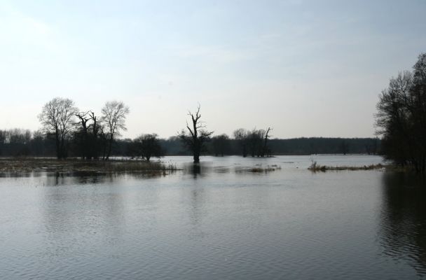 Břeclav - Pohansko, 24.3.2010
Solitérní duby v záplavovém území Dyje mezi Pohanskem a Lány.
Klíčová slova: Břeclav Pohansko Lány