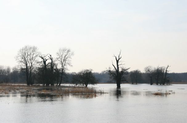 Břeclav - Pohansko, 24.3.2010
Solitérní duby v záplavovém území Dyje mezi Pohanskem a Lány.
Klíčová slova: Břeclav Pohansko Lány