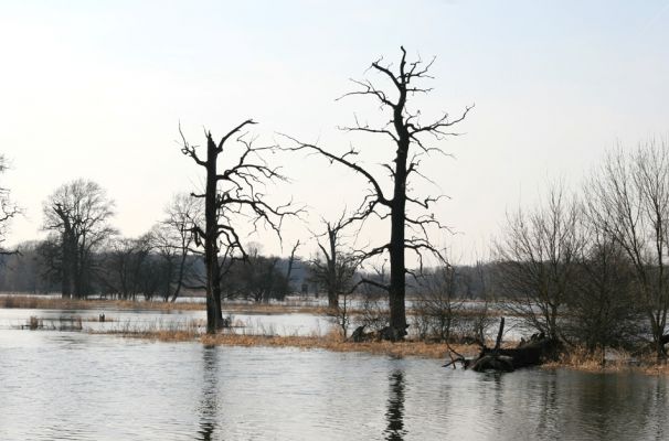 Břeclav - Pohansko, 24.3.2010
Solitérní duby v záplavovém území Dyje mezi Pohanskem a Lány.
Klíčová slova: Břeclav Pohansko Lány