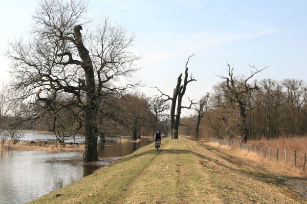 Břeclav - Pohansko, 24.3.2010
Solitérní duby u hráze mezi Pohanskem a Lány.
Schlüsselwörter: Břeclav Pohansko Lány Samek