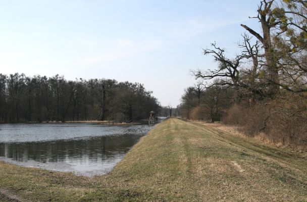 Břeclav, obora Soutok, 24.3.2010
Jarní záplava Dyje v lužním lese u hráze mezi Pohanskem a Lány.
Keywords: Břeclav Pohansko Lány