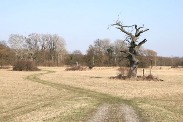 Břeclav, obora Soutok, 24.3.2010
Solitérní duby na loukách u zámečku Lány.
Klíčová slova: Břeclav Lány