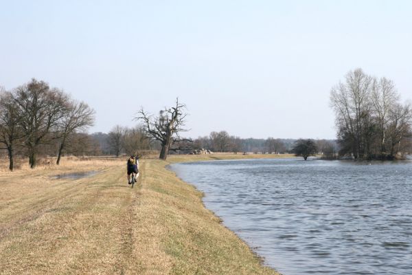 Břeclav, obora Soutok, 24.3.2010
Jarní záplava Dyje u zámečku Lány.
Schlüsselwörter: Břeclav Lány Samek