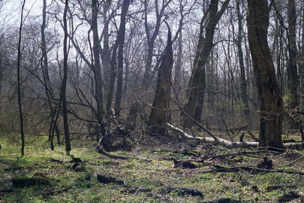 Lanžhot, Ranšpurk, 29.3.2002
Lužní les v oboře Soutok. 
Klíčová slova: Lanžhot Soutok Ranšpurk