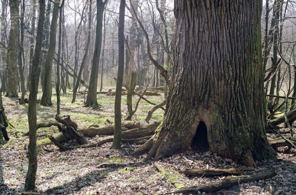 Lanžhot, Ranšpurk, 29.3.2002
Lužní les v oboře Soutok. Starý dub obydlený vzácnými brouky. 
Schlüsselwörter: Lanžhot Soutok Ranšpurk Crepidophorus mutilatus Podeonius acuticornis Brachygonus ruficeps Elater ferrugineus