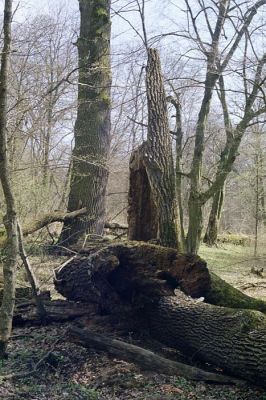 Lanžhot, Ranšpurk, 29.3.2002
Lužní les v oboře Soutok. Lesním zemědělcům vstup přísně zakázán.
Keywords: Lanžhot Soutok Ranšpurk