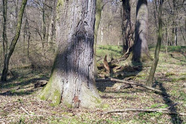 Lanžhot, Ranšpurk, 29.3.2002
Lužní les v oboře Soutok. Zimoviště kovaříka Brachygonus ruficeps.
Schlüsselwörter: Lanžhot Soutok Ranšpurk Brachygonus ruficeps