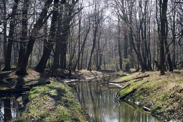 Lanžhot, Ranšpurk, 29.3.2002
Lužní les v oboře Soutok. Vody Kyjovky pomalu plynou k Cahnovu
Mots-clés: Lanžhot Soutok Ranšpurk Kyjovka